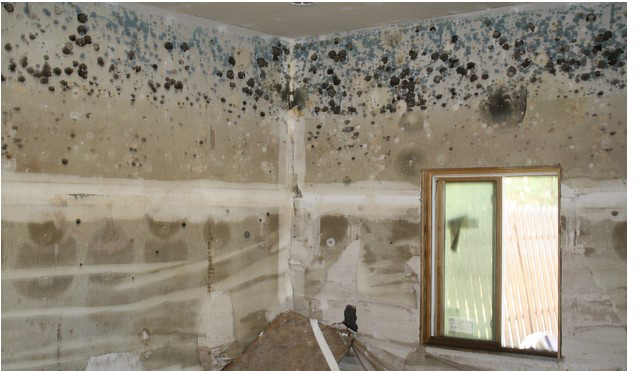 Mold Remediation vs Removal: What's the Difference?