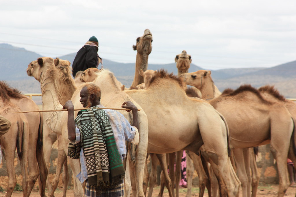 Somaliland Murderer Escapes Firing Squad, Pays Fine of 100 Camels