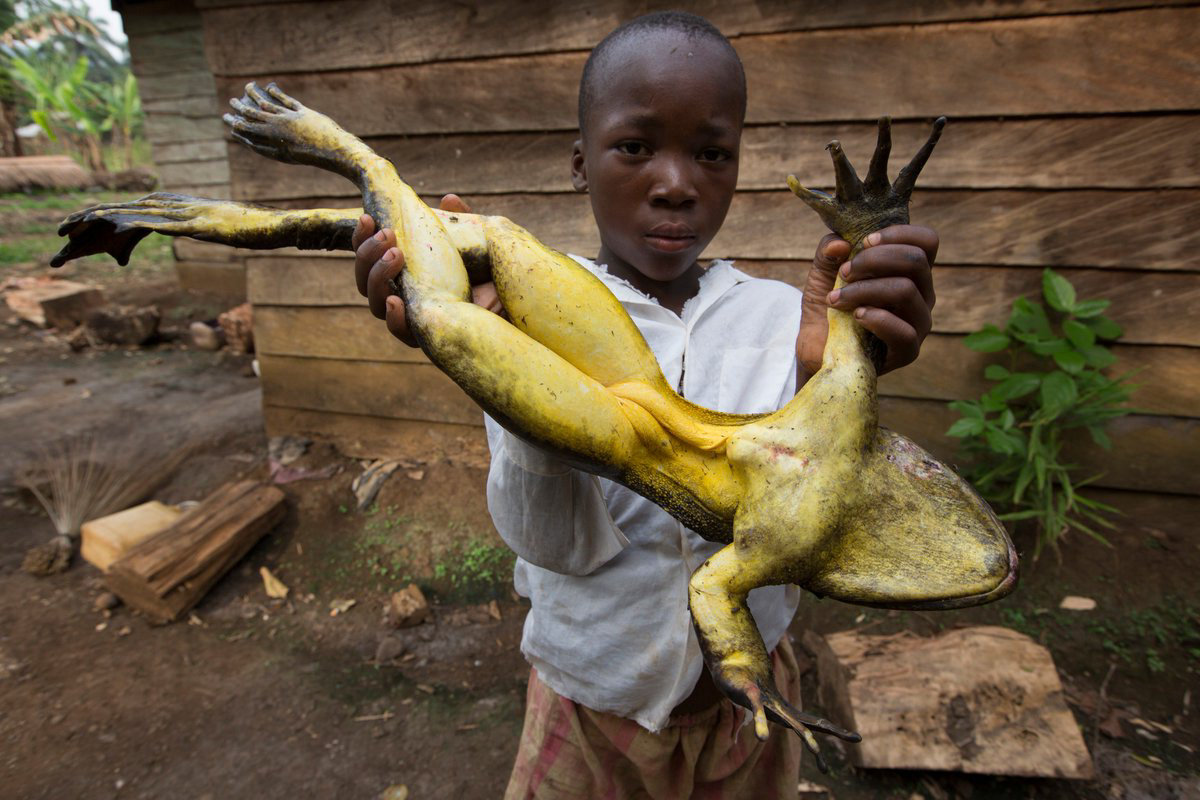 The World’s Largest Frog Is Found in Africa | The African Exponent.